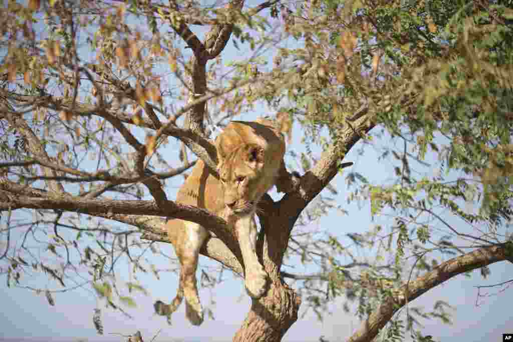 Seekor singa Afrika perempuan memanjat sebuah pohon di taman safari Ramt Gan dekat Tel Aviv, Israel.