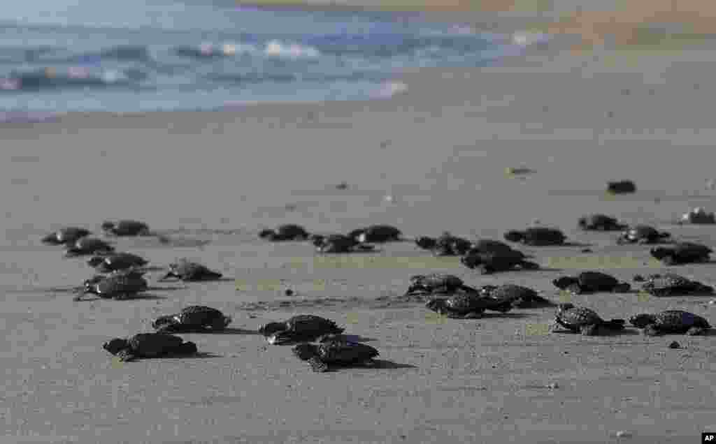 Dozens of newly hatched baby Lekang turtles are released into the ocean during a campaign to save the endangered animals, in Bali, Indonesia.