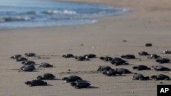Dozens of newly hatched baby Lekang turtles are released into the ocean during a campaign to save the endangered animals, in Bali, Indonesia.