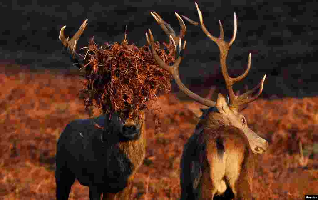 Two stag deer pause during a rutt at Bradgate Park in Newtown Linford, Britain.