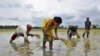 အိန္ဒိယ လယ်ယာလုပ်ငန်းခွင်တခုတွင် စပါးစိုက်ပျိုးနေသည့် အမျိုးသမီးများ။ (ဇူလိုင် ၃၊ ၂၀၁၈)
