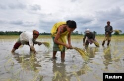 FILE - Women plant rice saplings at a paddy field in a village in Nagaon district, in the northeastern state of Assam, India, July 3, 2018. Higher temperatures have led to lower rice yields.