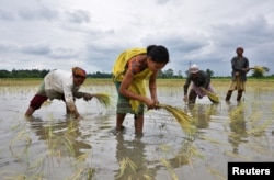 FILE - Women plant rice saplings at a paddy field in a village in Nagaon district, in the northeastern state of Assam, India, July 3, 2018. Higher temperatures have led to lower rice yields.