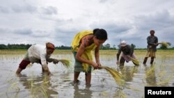 FILE - Women plant rice saplings at a paddy field in a village in Nagaon district, in the northeastern state of Assam, India, July 3, 2018. 