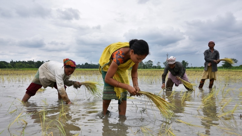 Why India Holds the Key to Global Rice Market Outlook