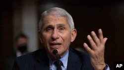 앤서니 파우치 미 국립알레르기전염병연구소(NIAID) 소장이 지난달 23일 상원 청문회에서 증언했다.