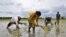 FILE - Women plant rice saplings at a paddy field in a village in Nagaon district, in the northeastern state of Assam, India, July 3, 2018. 