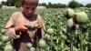 UN: Opium Grown in Afghanistan Down by 48%