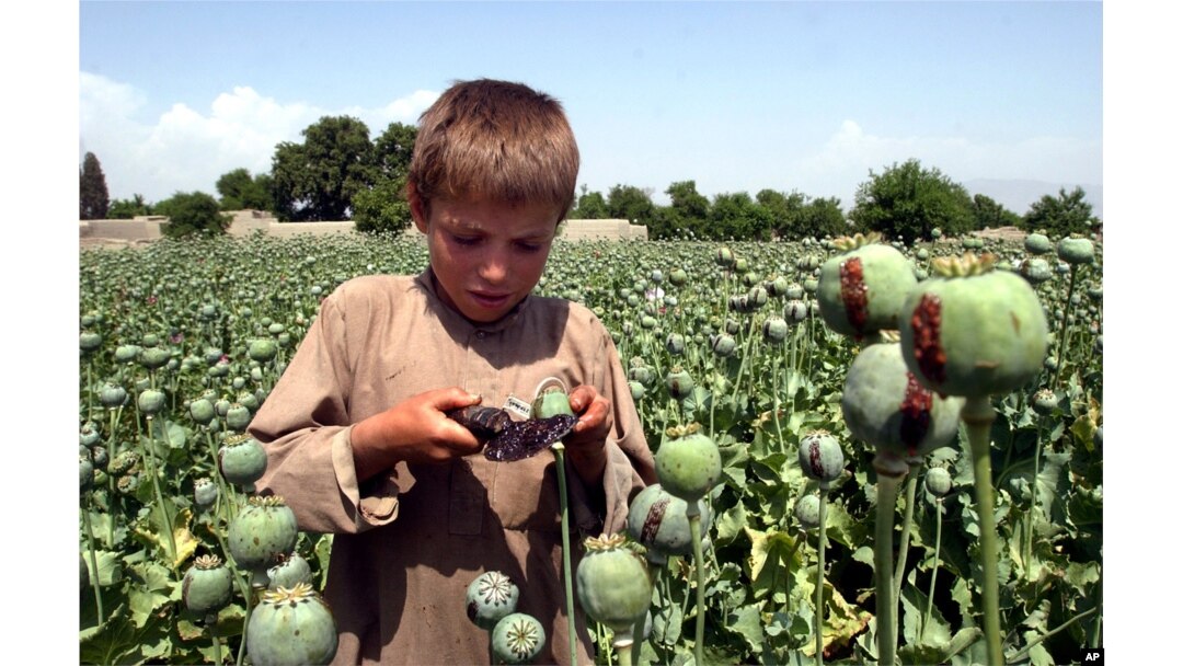 FILE - An Afghan boy collects resin from poppies in an opium poppy field in the Khogyani district of the Nangarhar province, east of Kabul, Afghanistan, May 17, 2007.