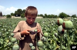 FILE - An Afghan boy collects resin from poppies in an opium poppy field in the Khogyani district of the Nangarhar province, east of Kabul, Afghanistan, May 17, 2007.