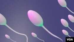 Sperm Illustration