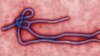 Liberia Closes Most Borders to Contain Ebola