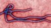  WHO: Ebola Vaccine Could Be in Use by January