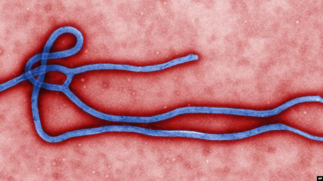 Ebola virus