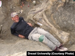 Kenneth Lacovara, PhD, next to the tibia bone of Dreadnoughtus schrani, a new "supermassive dinosaur species."