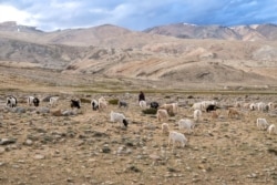 لداخ کے کورزک علاقے میں چانگ تھن گی نسل کی بکریاں نظر آ رہی ہیں۔ یہاں پشمینہ اون پیدا کرنے والی بکریاں گزشتہ چھ سو سال سے پالی جا رہی ہیں۔