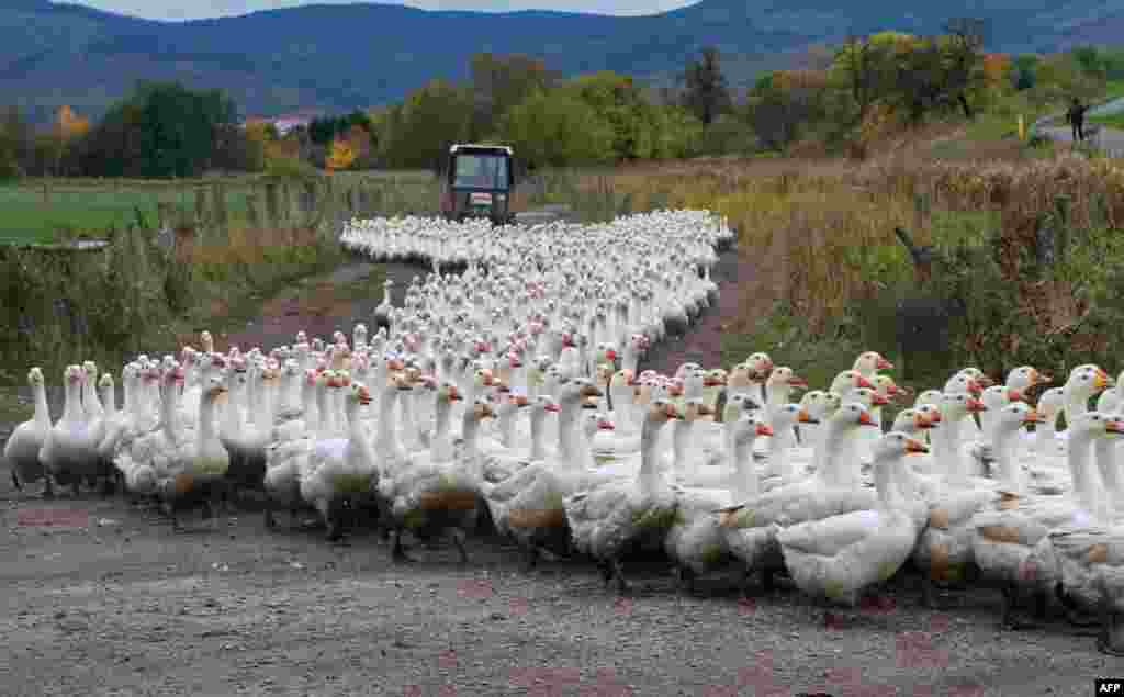 Geese of the Landi GmbH poultry farm are driven to their barn on Oct. 21, 2013 in Veckenstedt, central Germany. The company brings up around 8,000 geese per year. Roast goose is a traditional dinner in Germany at Christmas and Martinmas.