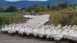 Geese of the Landi GmbH poultry farm are driven to their barn on Oct. 21, 2013 in Veckenstedt, central Germany. The company brings up around 8,000 geese per year. Roast goose is a traditional dinner in Germany at Christmas and Martinmas.