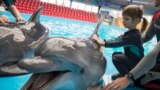 A girl touches a dolphin during a dolphin therapy session at the Nemo Dolphinarium in Kyiv, Ukraine. 