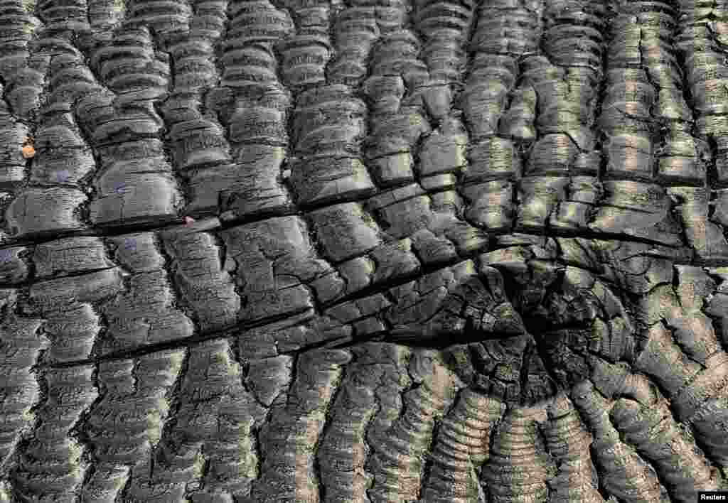 A piece of burnt wood seen in Kangaroo Valley, Australia.