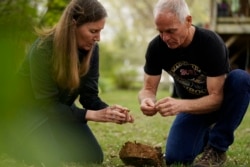 University of Maryland entomologists Michael Raupp and Paula Shrewsbury sift through a shovel of dirt to pick out cicada nymphs in a suburban backyard in Columbia, Md., Tuesday, April 13, 2021. (Carolyn Kaster)