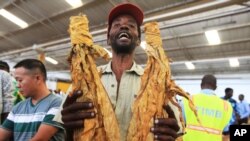 FILE - A tobacco farmer holds a sample of his crop during the opening of the Tobacco selling season in Harare, March 30, 2016.