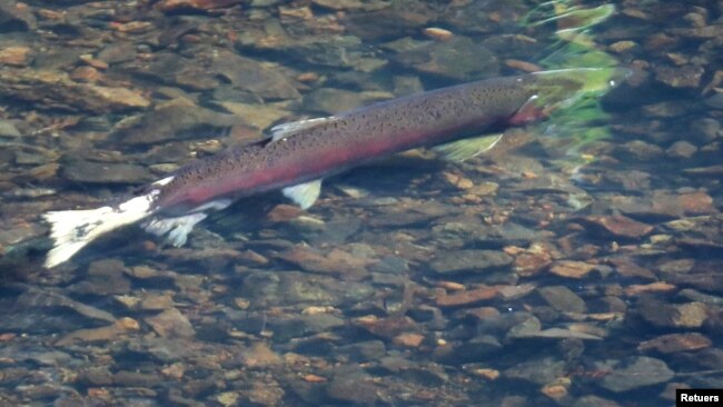 An endangered coho salmon swims during spawning season in Lagunitas Creek in Marin County, California, U.S. January 13, 2022. Picture taken January 13, 2022. (REUTERS/Nathan Frandino)