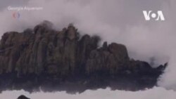 Спасенные выдры Калифорнии