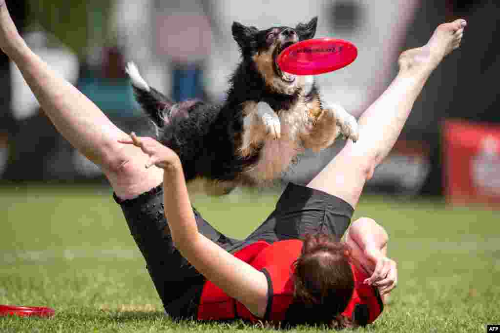 A participant and his dog compete in the freestyle event at a Dogfrisbee tournament in Erftstadt, Germany.