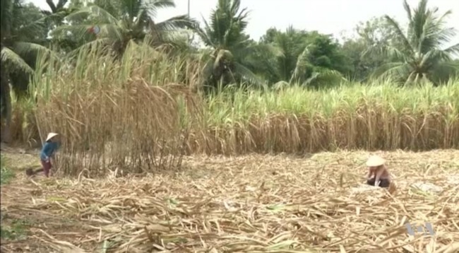 Expert: Empowering Women Would Help End World Hunger
