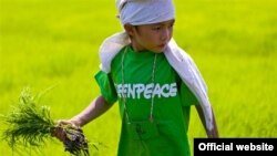 绿色和平关注转基因大米 (图片来源：绿色和平)