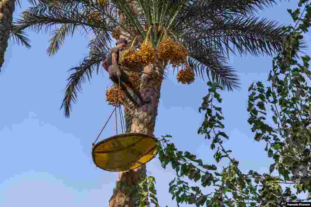 Alaa Atef, 24, who has been harvesting dates by climbing the palm trees for 15 years, says date harvests have been &quot;deteriorating gradually over the past few years.” &quot;If these (trees) are gone, what job will I do?&quot; September 4, 2021. (VOA/Hamada Elrasam)