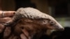 A white-bellied pangolin which was rescued from local animal traffickers is seen at the Uganda Wildlife Authority office in Kampala, Uganda, on April 9, 2020. 