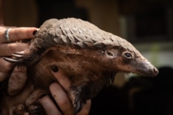 A white-bellied pangolin which was rescued from local animal traffickers is seen at the Uganda Wildlife Authority office in Kampala, Uganda, on April 9, 2020.