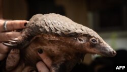 A white-bellied pangolin which was rescued from local animal traffickers is seen at the Uganda Wildlife Authority office in Kampala, Uganda, on April 9, 2020. 