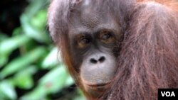 Menurut Greenpeace, Sinar Mas ikut bertanggung jawab atas semakin terdesaknya satwa seperti orangutan ini.