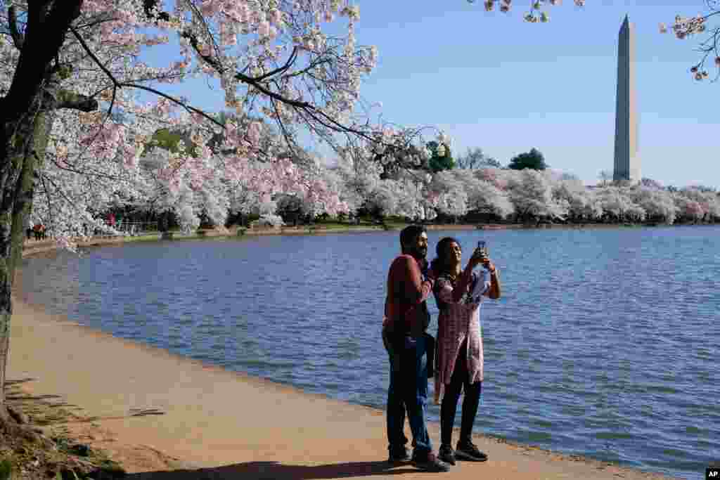 A man and a woman take a selfie under blooming Yoshino cherry trees on the edge of the Tidal Basin in Washington, D.C.