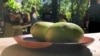 Paw Paw Festival Features the Exotic Fruit Enjoyed By Native Americans