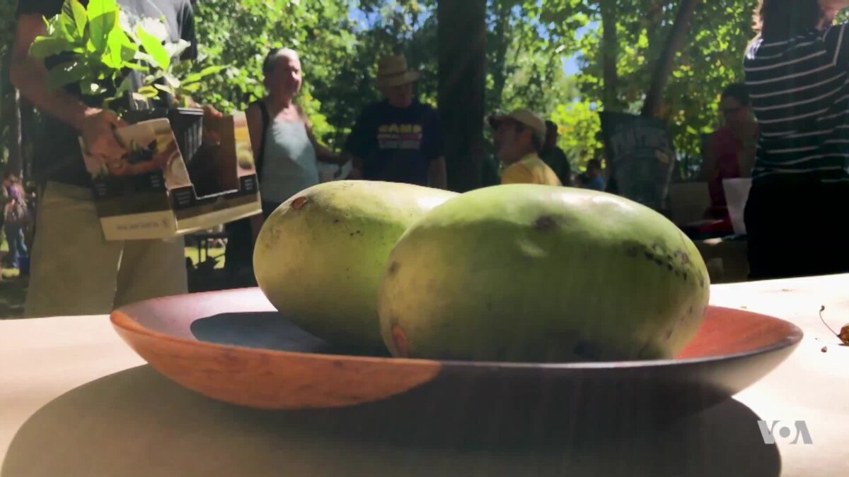 Paw Paw Festival Features the Exotic Fruit Enjoyed By Native Americans