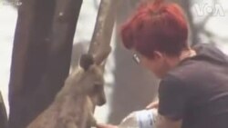 Ավստրալիա. Կինը լվանում է հրդեհների հետևանքով կենգուրուի այրված ձեռքերը