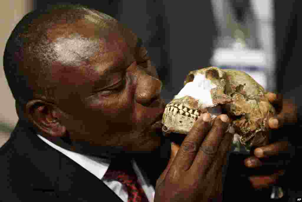 South Africa Deputy President Cyril Ramaphosa kisses a reconstruction of Homo naledi&#39;s face during an announcement made at Maropeng Cradle of Humankind in Magaliesburg. Scientists say they&#39;ve discovered a new member of the human family tree, revealed by a huge trove of bones in a barely accessible, pitch-dark chamber of a cave in South Africa.