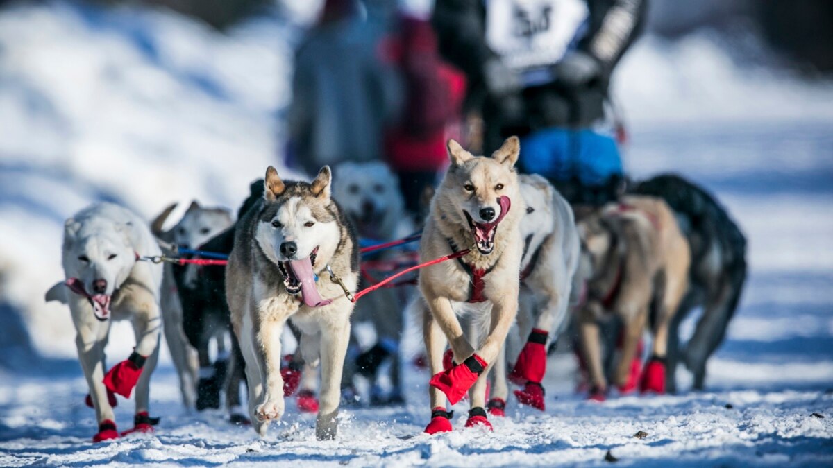 how many dogs died in the iditarod race 2018