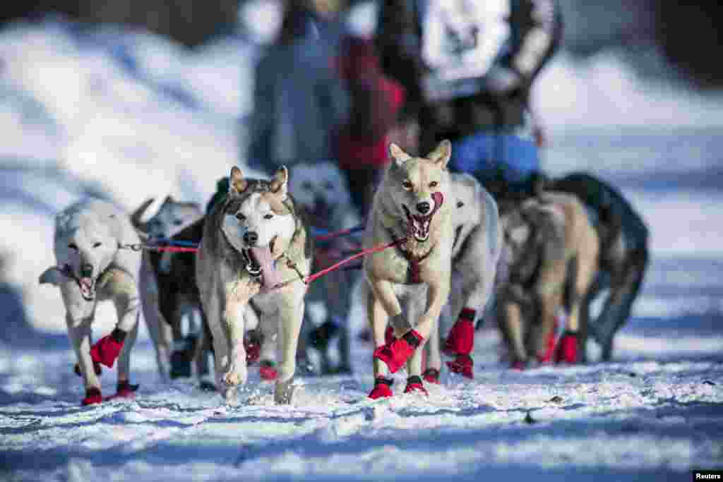 Kristy Berington's dogs cool off with their tongues out during the official restart of the Iditarod dog sled race in Willow, Alaska, March 2, 2014. 