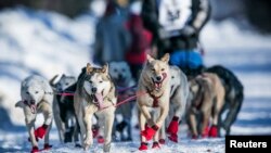 The Iditarod