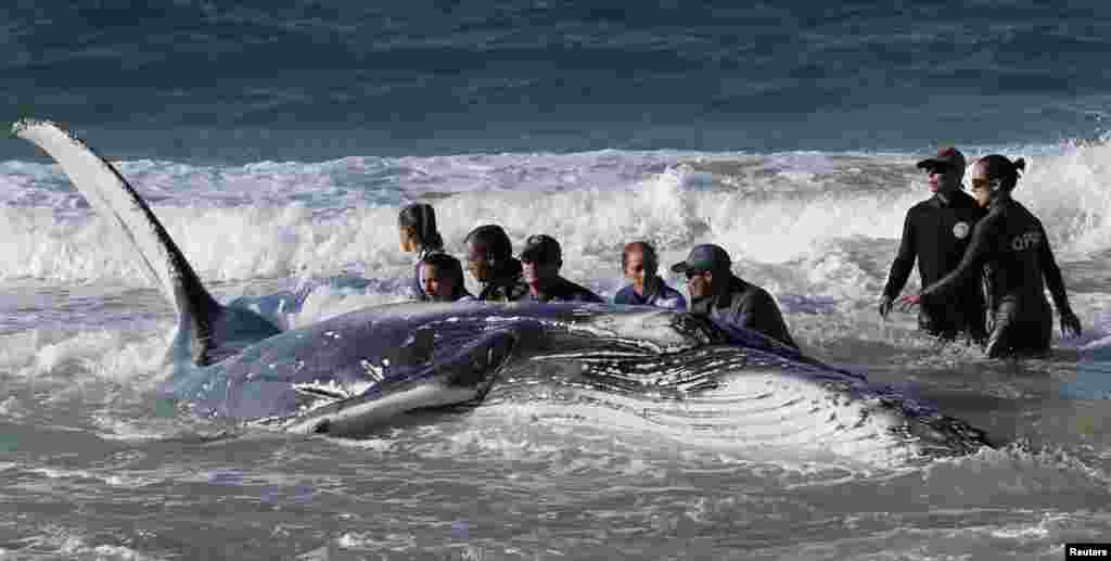 Marine rescue workers from Sea World attempt to help a juvenile humpback whale stranded at Palm Beach on the Gold Coast, in Queensland, Australia.