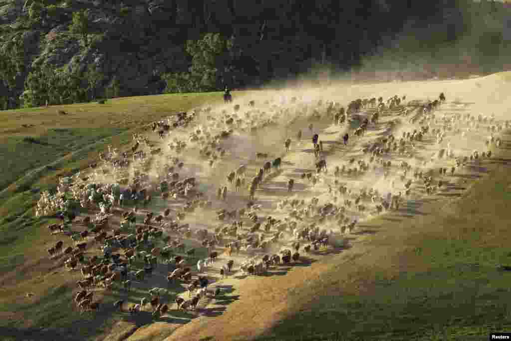 A herdsman riding a horse directs a large herd of cattle, sheep and goats as they migrate to the summer pasturing areas at a mountainous region in Altay Prefecture, Xinjiang Uighur Autonomous Region, China.