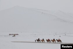 中国甘肃荒漠驼队（资料照）