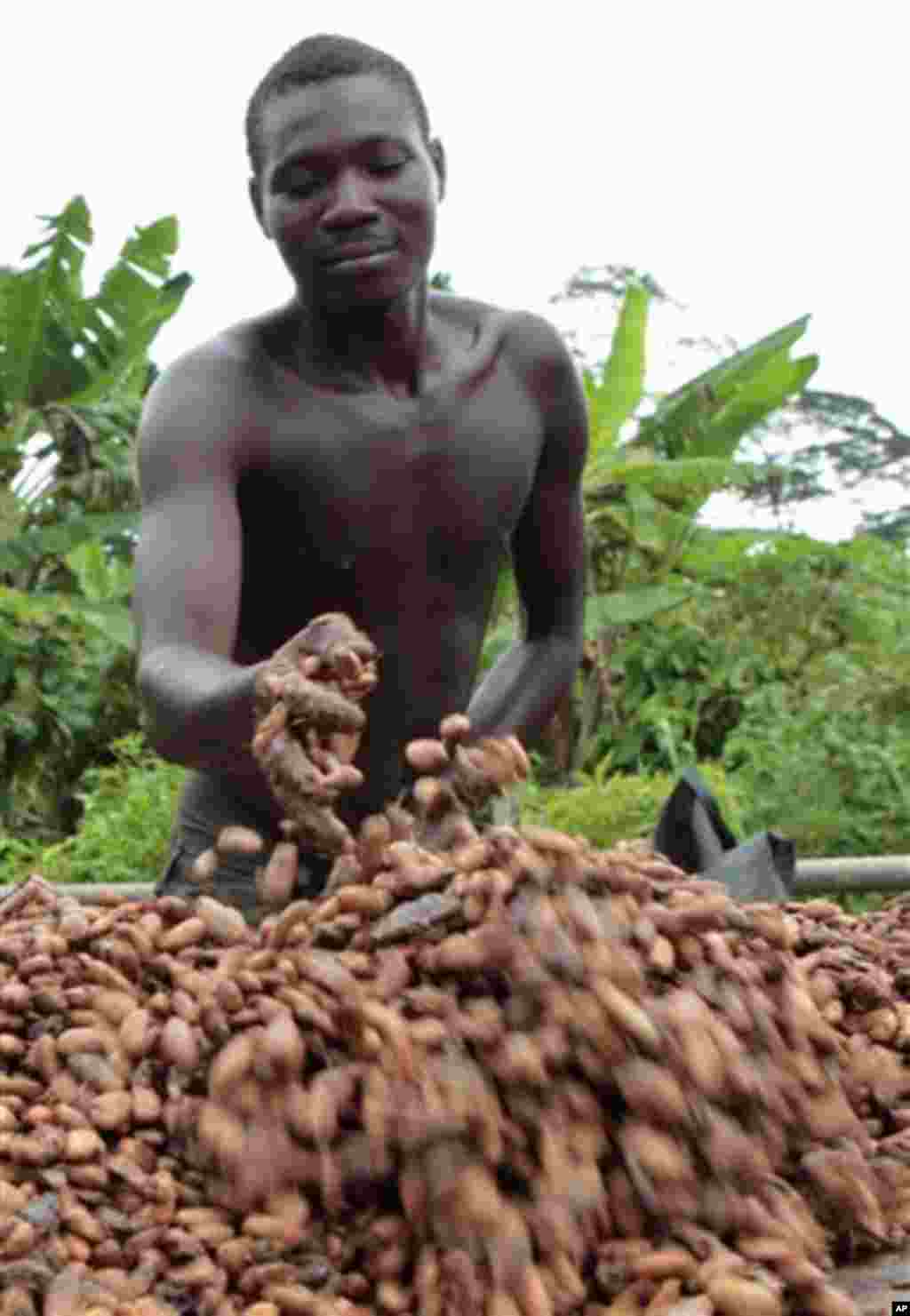 Farmer Issiaka Ouedraogo arranges cocoa beans, laid out to dry on reed mats, on a cocoa farm outside the village of Fangolo, near Duekoue Ivory Coast, May 31, 2011.