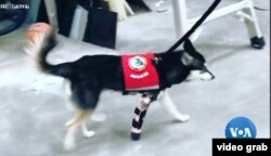 Prostetik untuk anjing. (Videograb)