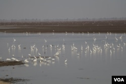 Endangered species at Trapaing Thmar reservoir in Banteay Meanchey province, Cambodia, February 23, 2019 (Sun Narin/VOA Khmer)